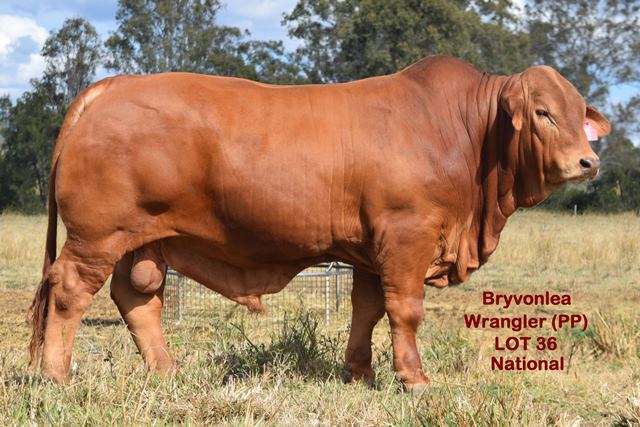 Bryvonlea Wrangler